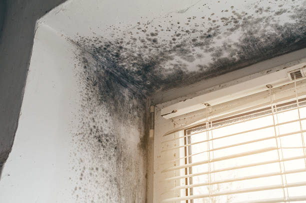Affordable Mold Cleanup solutions in Georgetown, MA