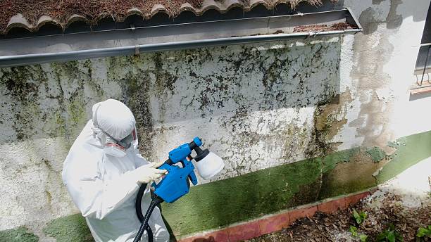 Top rated local Mold Cleanup specialists in Georgetown, MA